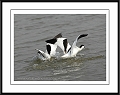 avocet, avocets, british-7